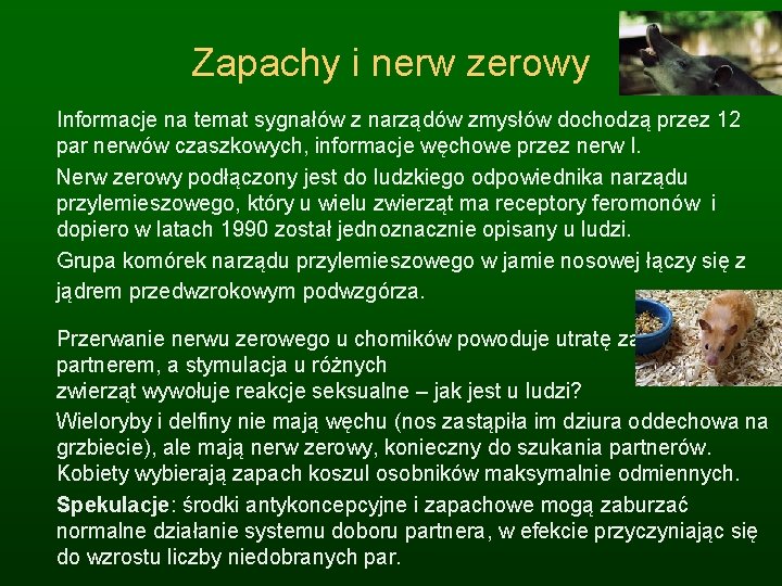 Zapachy i nerw zerowy Informacje na temat sygnałów z narządów zmysłów dochodzą przez 12