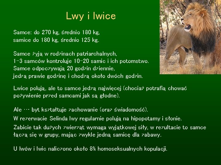 Lwy i lwice Samce: do 270 kg, średnio 180 kg, samice do 180 kg,