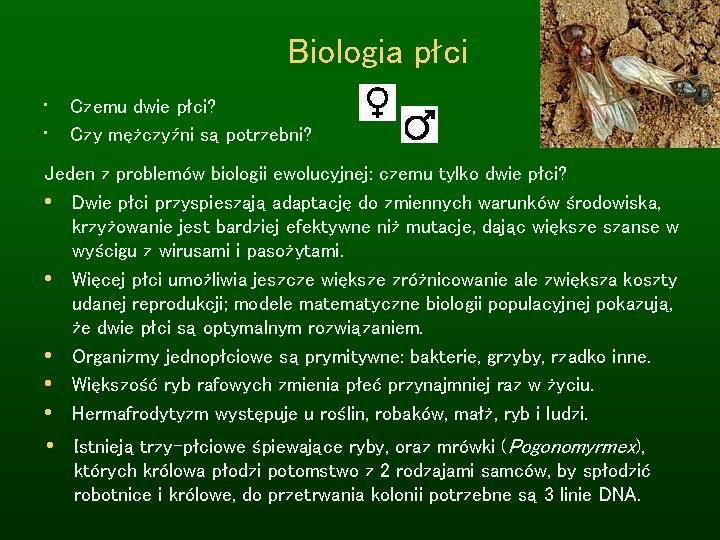 Biologia płci • Czemu dwie płci? • Czy mężczyźni są potrzebni? Jeden z problemów