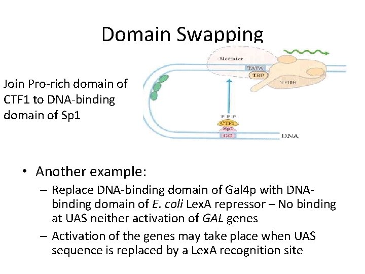 Domain Swapping Join Pro-rich domain of CTF 1 to DNA-binding domain of Sp 1