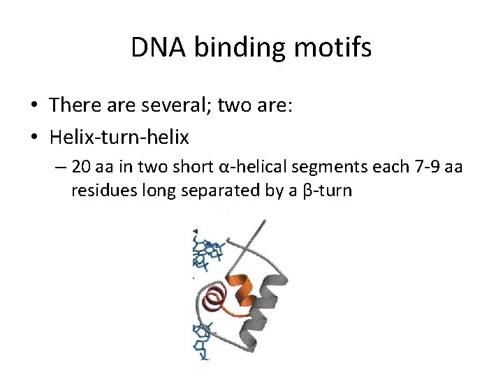 DNA binding motifs • There are several; two are: • Helix-turn-helix – 20 aa