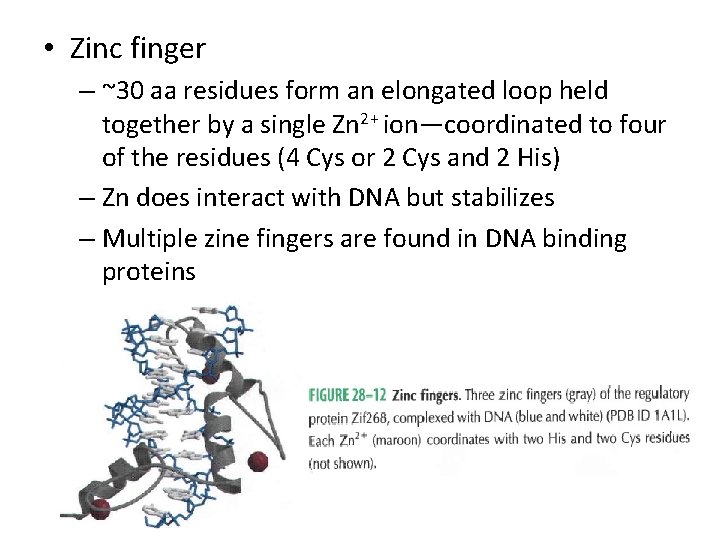  • Zinc finger – ~30 aa residues form an elongated loop held together