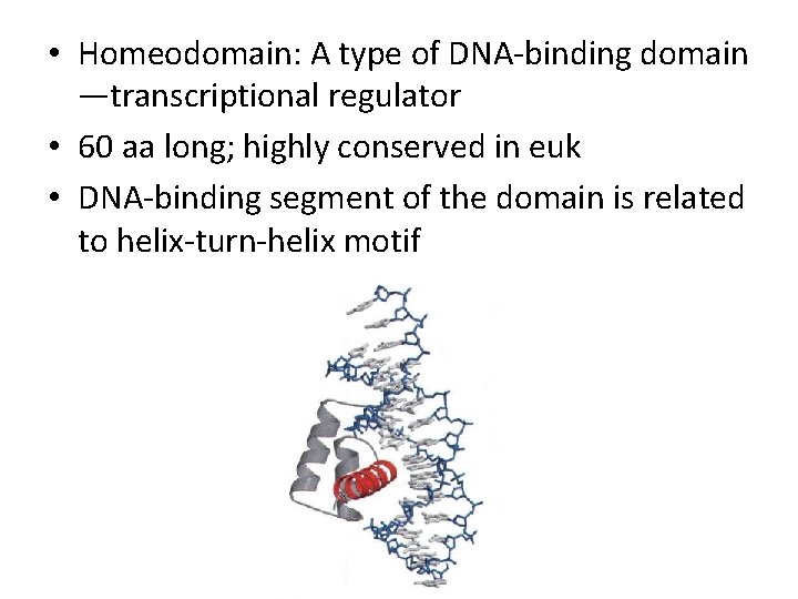  • Homeodomain: A type of DNA-binding domain —transcriptional regulator • 60 aa long;