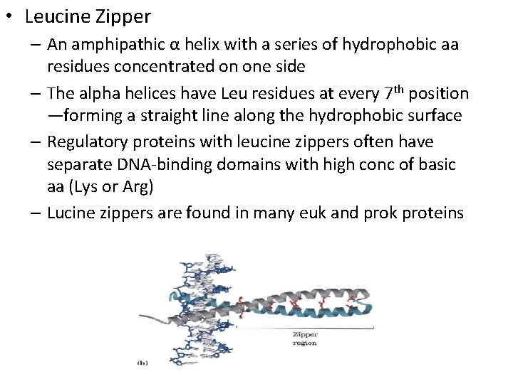  • Leucine Zipper – An amphipathic α helix with a series of hydrophobic