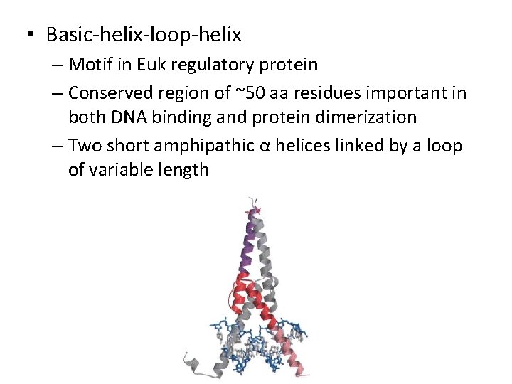  • Basic-helix-loop-helix – Motif in Euk regulatory protein – Conserved region of ~50