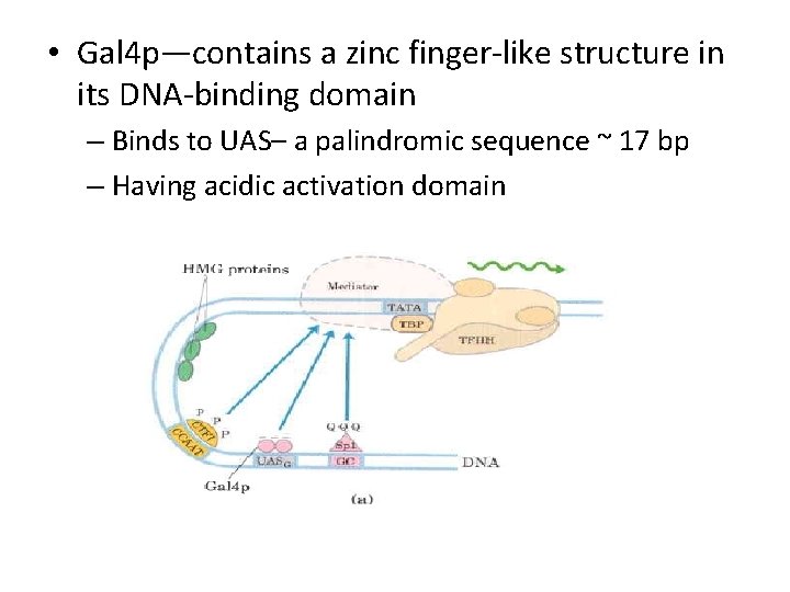  • Gal 4 p—contains a zinc finger-like structure in its DNA-binding domain –