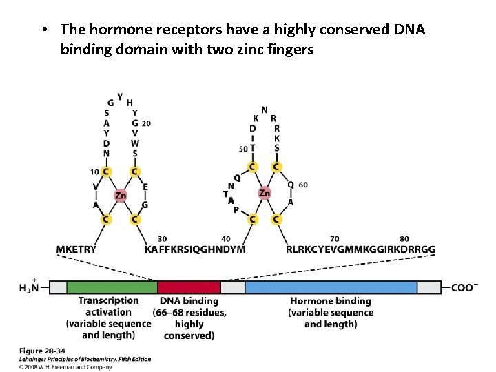  • The hormone receptors have a highly conserved DNA binding domain with two