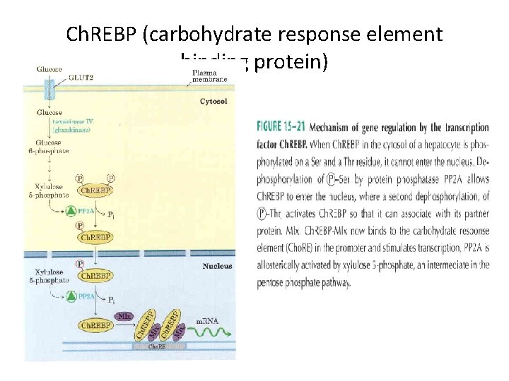 Ch. REBP (carbohydrate response element binding protein) 