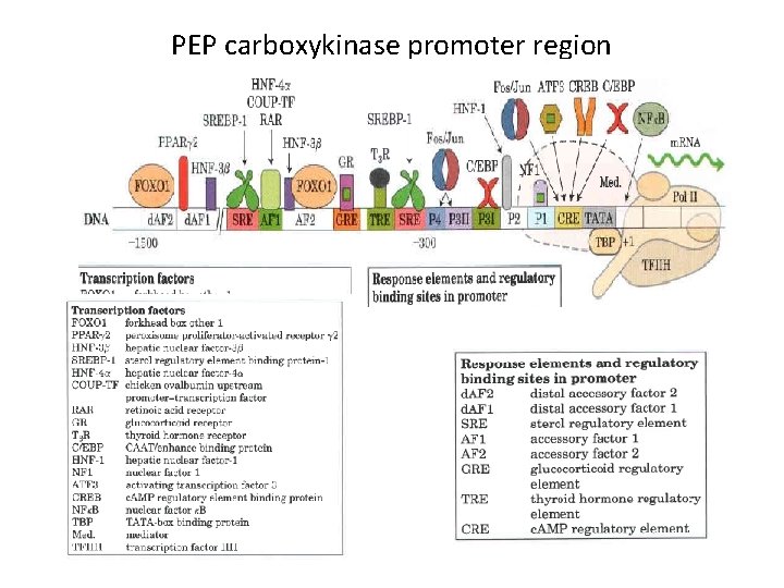 PEP carboxykinase promoter region 