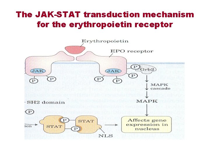 The JAK-STAT transduction mechanism for the erythropoietin receptor 
