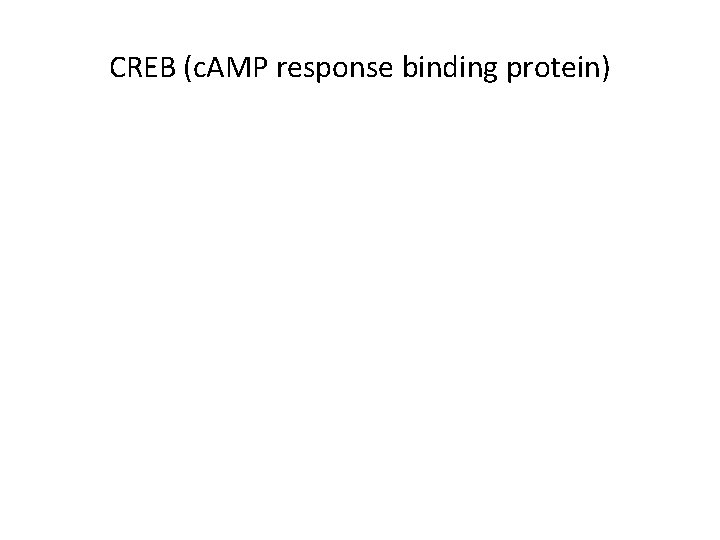 CREB (c. AMP response binding protein) 