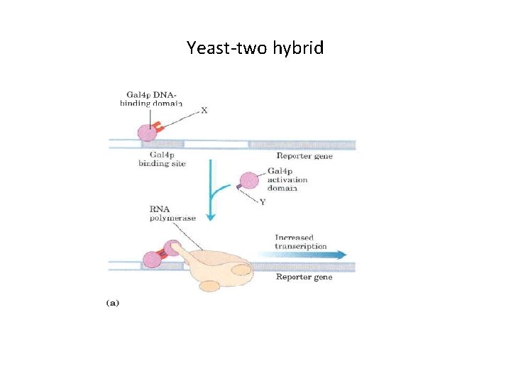 Yeast-two hybrid 