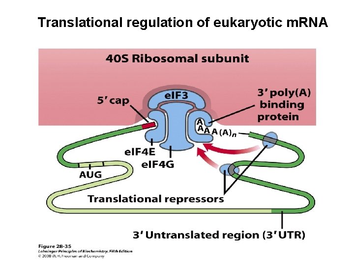 Translational regulation of eukaryotic m. RNA 