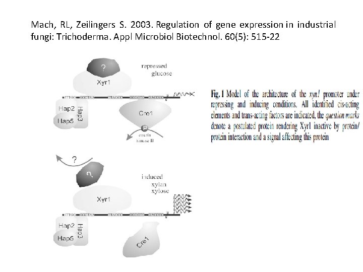 Mach, RL, Zeilingers S. 2003. Regulation of gene expression in industrial fungi: Trichoderma. Appl