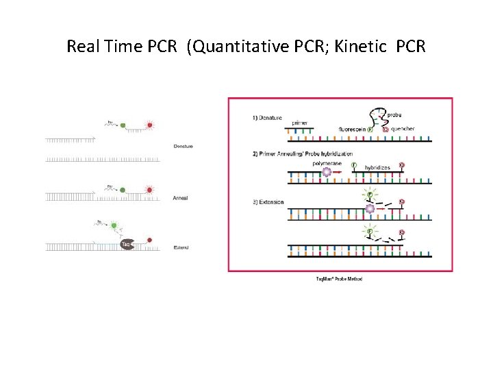 Real Time PCR (Quantitative PCR; Kinetic PCR 