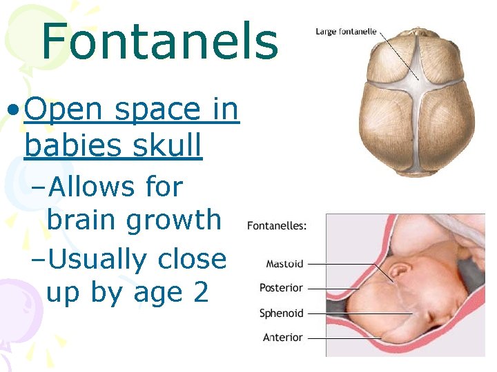 Fontanels • Open space in babies skull –Allows for brain growth –Usually close up