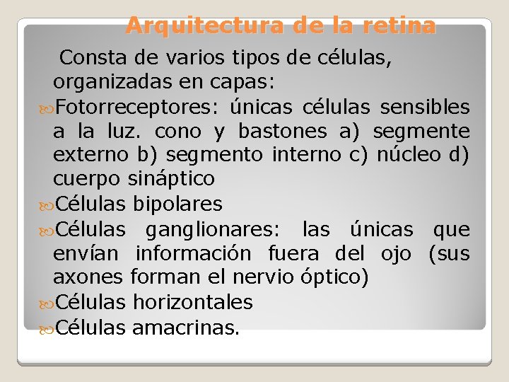 Arquitectura de la retina Consta de varios tipos de células, organizadas en capas: Fotorreceptores: