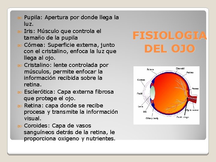  Pupila: Apertura por donde llega la luz. Iris: Músculo que controla el tamaño