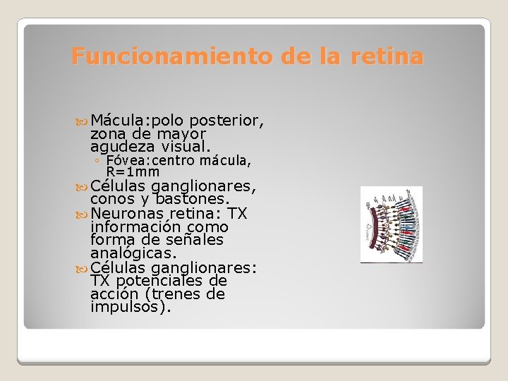 Funcionamiento de la retina Mácula: polo posterior, zona de mayor agudeza visual. ◦ Fóvea: