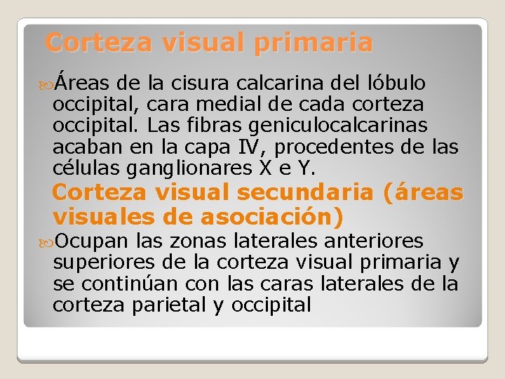 Corteza visual primaria Áreas de la cisura calcarina del lóbulo occipital, cara medial de