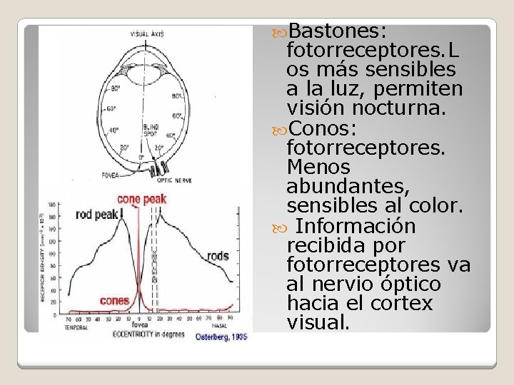  Bastones: fotorreceptores. L os más sensibles a la luz, permiten visión nocturna. Conos: