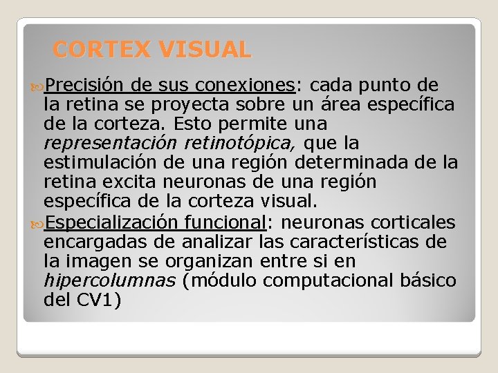 CORTEX VISUAL Precisión de sus conexiones: cada punto de la retina se proyecta sobre