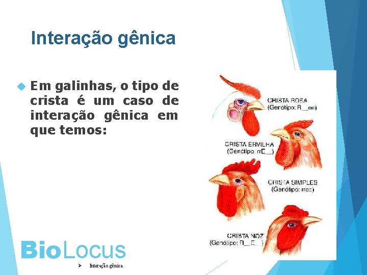 Interação gênica Em galinhas, o tipo de crista é um caso de interação gênica