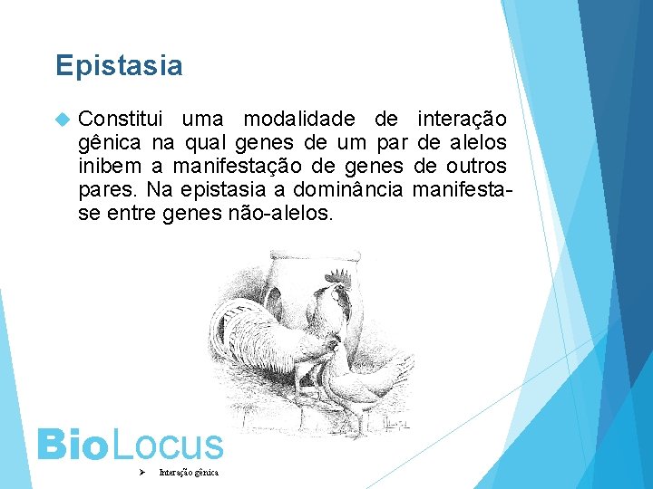 Epistasia Constitui uma modalidade de interação gênica na qual genes de um par de