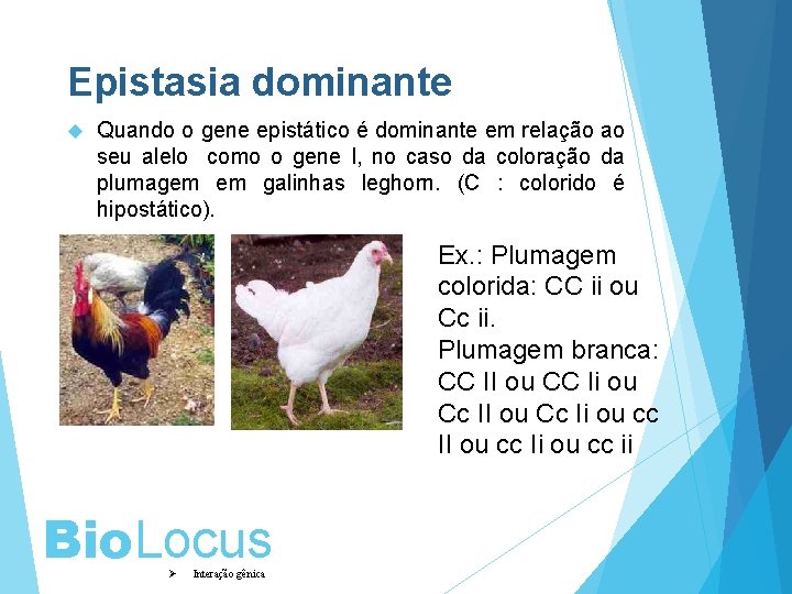 Epistasia dominante Quando o gene epistático é dominante em relação ao seu alelo como