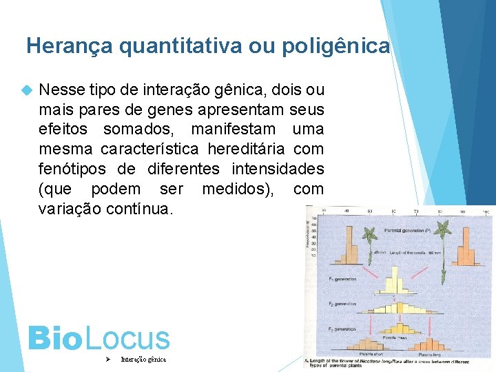 Herança quantitativa ou poligênica Nesse tipo de interação gênica, dois ou mais pares de