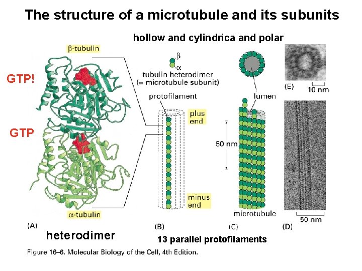 The structure of a microtubule and its subunits hollow and cylindrica and polar GTP!