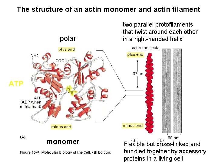 The structure of an actin monomer and actin filament polar two parallel protofilaments that