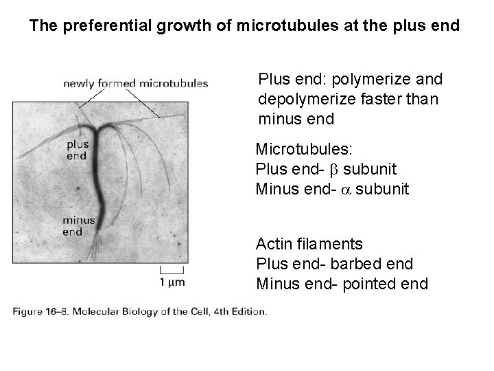 The preferential growth of microtubules at the plus end Plus end: polymerize and depolymerize