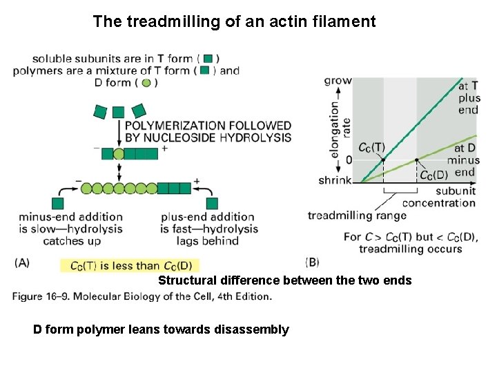 The treadmilling of an actin filament Structural difference between the two ends D form