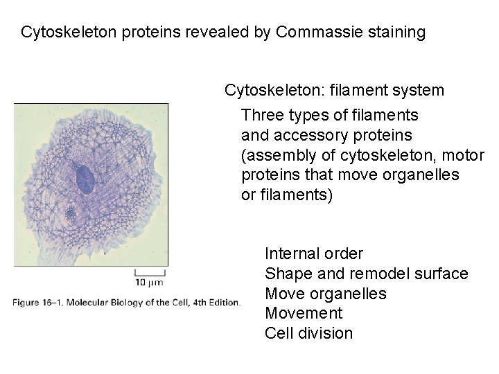 Cytoskeleton proteins revealed by Commassie staining Cytoskeleton: filament system Three types of filaments and