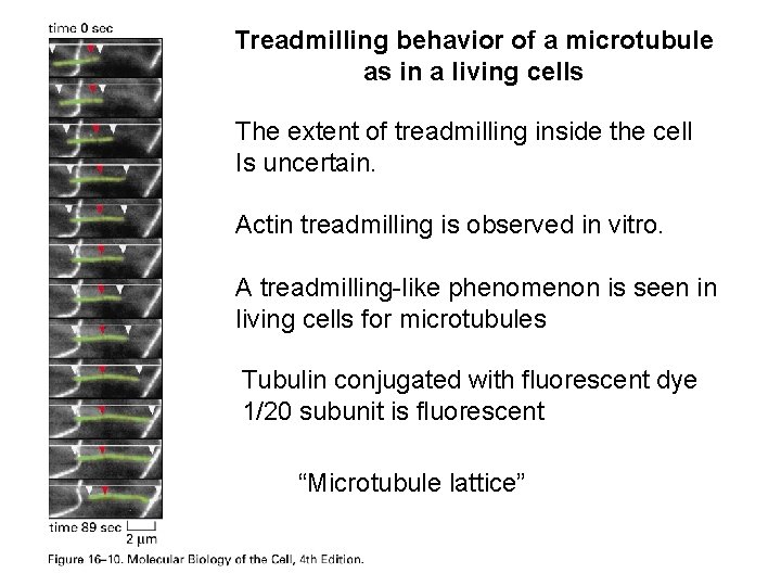 Treadmilling behavior of a microtubule as in a living cells The extent of treadmilling