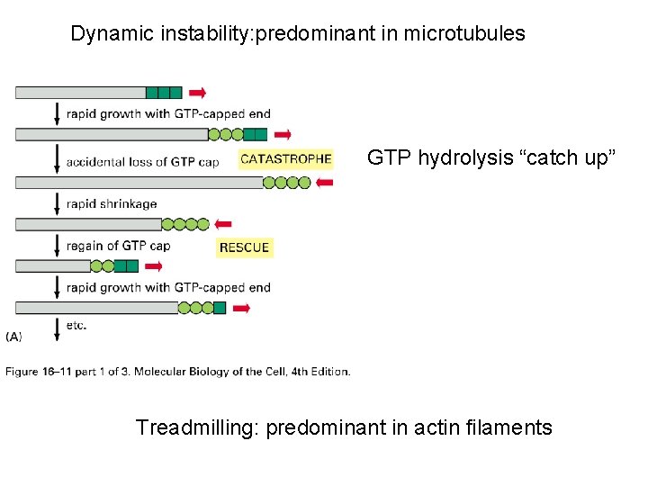 Dynamic instability: predominant in microtubules GTP hydrolysis “catch up” Treadmilling: predominant in actin filaments