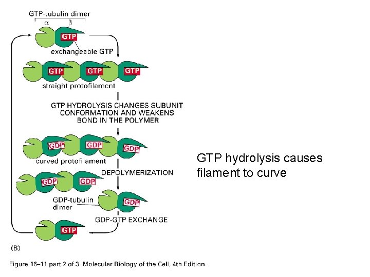 GTP hydrolysis causes filament to curve 