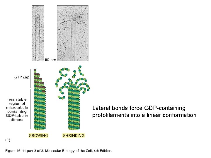 Lateral bonds force GDP-containing protofilaments into a linear conformation 