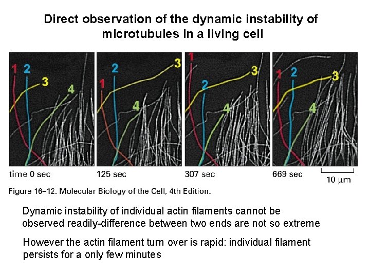 Direct observation of the dynamic instability of microtubules in a living cell Dynamic instability