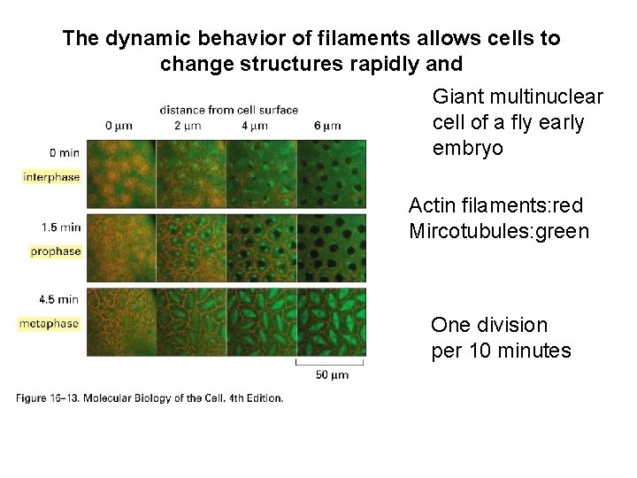 The dynamic behavior of filaments allows cells to change structures rapidly and Giant multinuclear