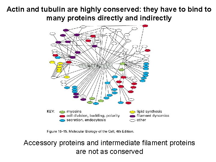 Actin and tubulin are highly conserved: they have to bind to many proteins directly