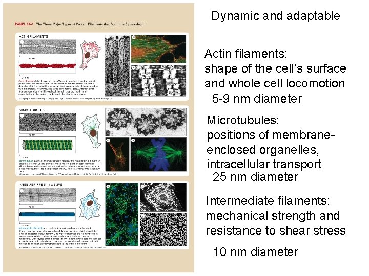 Dynamic and adaptable Actin filaments: shape of the cell’s surface and whole cell locomotion