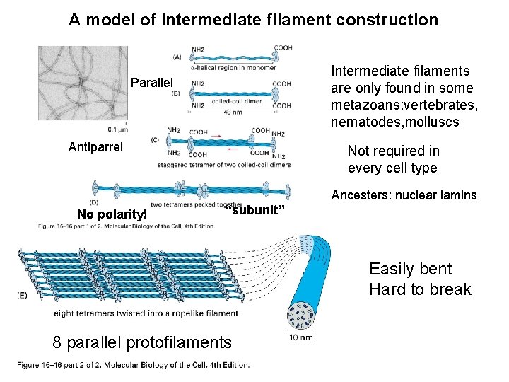 A model of intermediate filament construction Intermediate filaments are only found in some metazoans: