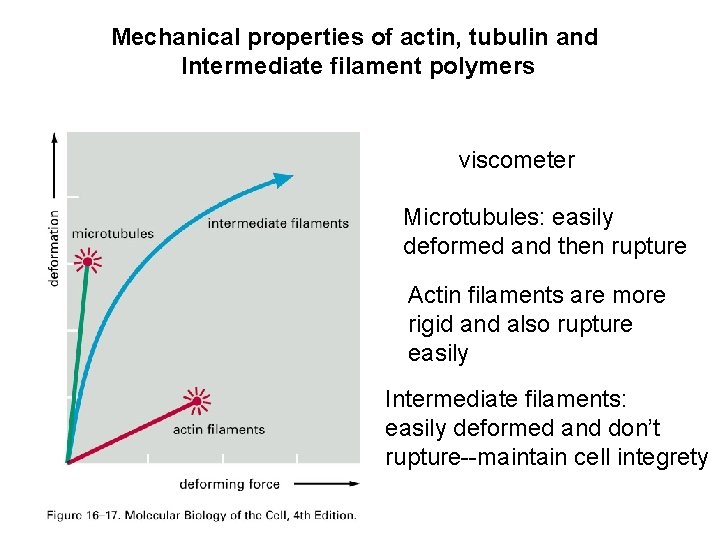 Mechanical properties of actin, tubulin and Intermediate filament polymers viscometer Microtubules: easily deformed and