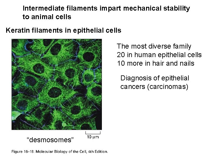 Intermediate filaments impart mechanical stability to animal cells Keratin filaments in epithelial cells The