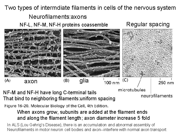 Two types of intermdiate filaments in cells of the nervous system Neurofilaments: axons Regular