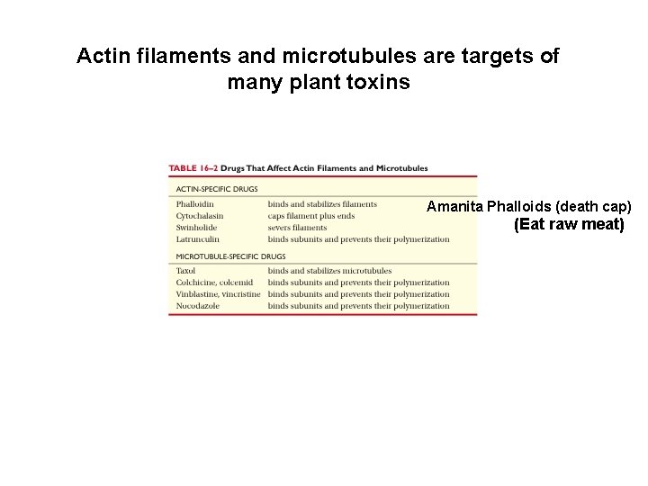 Actin filaments and microtubules are targets of many plant toxins Amanita Phalloids (death cap)