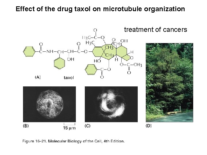 Effect of the drug taxol on microtubule organization treatment of cancers 