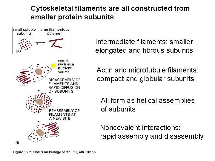 Cytoskeletal filaments are all constructed from smaller protein subunits Intermediate filaments: smaller elongated and